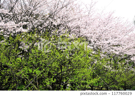 Cherry blossoms at Safuri Pond Cherry blossoms at Safuri Pond 117760029