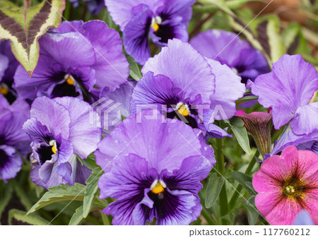 橫濱公園的三色堇 117760212