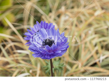 橫濱公園的海葵 117760213