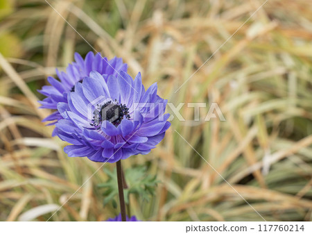 橫濱公園的海葵 117760214