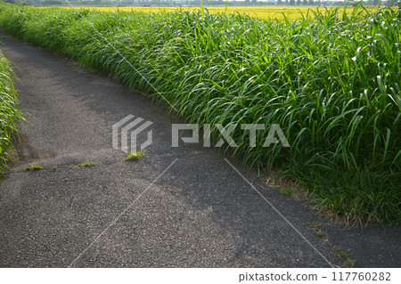 埼玉市水橋附近有一條長滿茂盛蒲葦(?)的農家小路 埼玉市水橋附近有一條長滿茂盛蒲葦(?)的農家小路 117760282