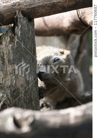 Formosan squirrel gazing into the distance from a tree① 117760687