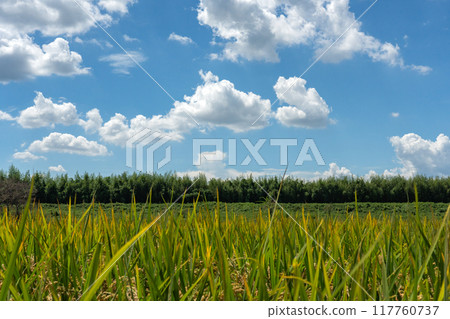 Paddy field in late summer and summer sky copy space Paddy field in late summer and summer sky copy space 117760737