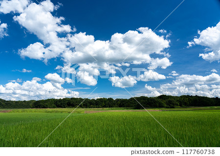 複製夏末稻田區與夏季天空的空間 複製夏末稻田區與夏季天空的空間 117760738