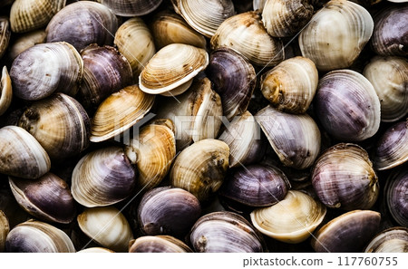 Pile of fresh raw Littleneck clams, straight from the sea, showcasing their natural briny flavor and tender texture. Ideal for a variety of seafood dishes. AI Generated 117760755
