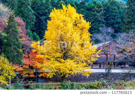 染滿紅葉的東京禦嶽溪谷～玉堂美術館前的大銀杏樹～ 117760823