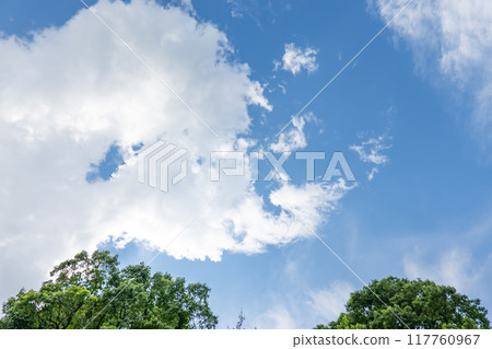 Summer clouds and trees 117760967
