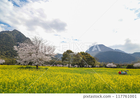 父母和孩子走過油菜花田 父母和孩子走過油菜花田 117761001
