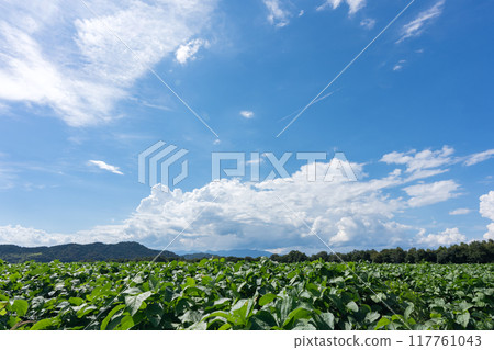 Oonaka 圩田中大豆田和夏日天空的複製空間 117761043