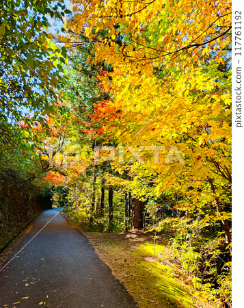 Tsumago-juku to Magome-juku Trail (Autumn) 117761192