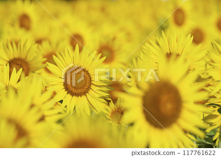 盛夏的向日葵田開滿了花 117761622