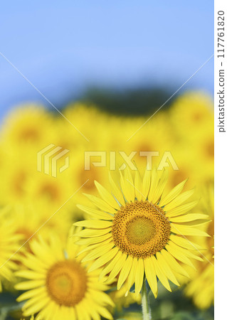 盛夏的向日葵田 117761820