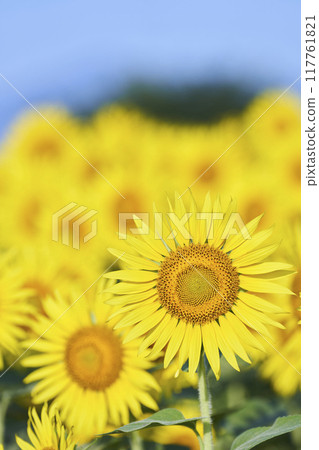 盛夏的向日葵田 117761821