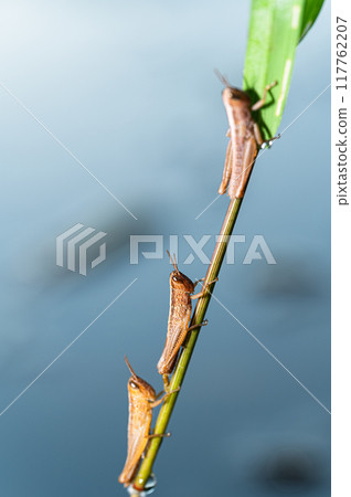 Grasshopper's larva Grasshopper's larva 117762207