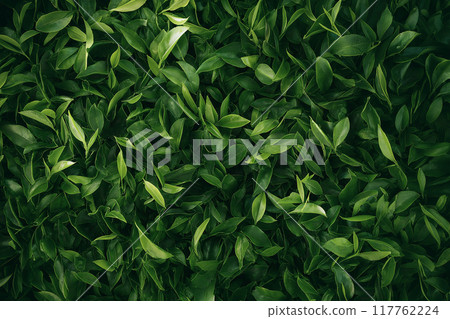 綠茶葉特寫背景紋理圖像 117762224