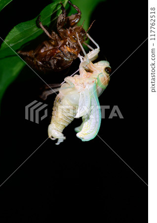 Abra Zemi的出現 117762518