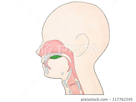 消化系統的解剖學和生理學:進食和吞嚥的5階段模型:準備期 消化系統的解剖學和生理學:進食和吞嚥的5階段模型:準備期 117762595