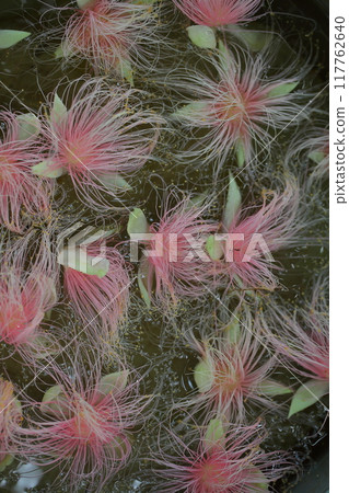 Fallen flowers of the barringtonia 117762640