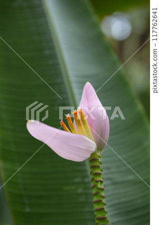 Musa rosacea flower Musa rosacea flower 117762641