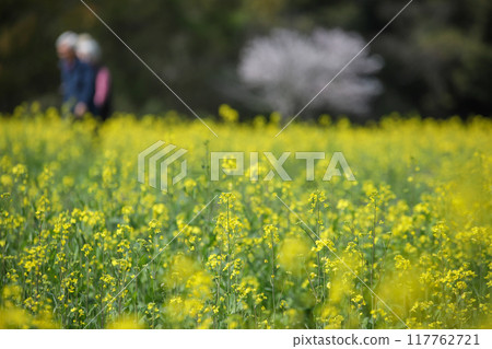 An elderly couple walking through a rapeseed field An elderly couple walking through a rapeseed field 117762721