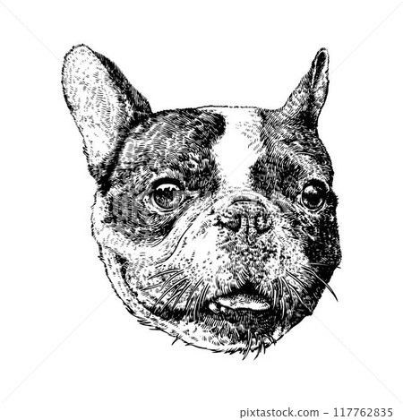 Vintage hand drawn sketch boston terrier dog 117762835