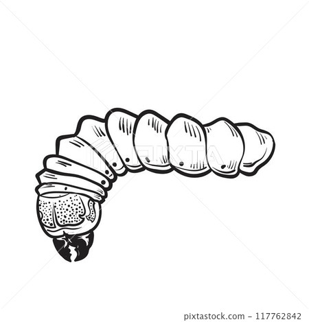 Sketched of caterpillar 117762842