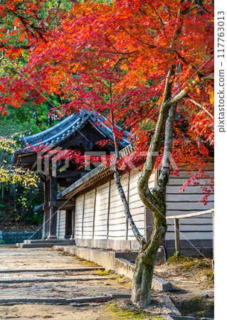 [Nara Prefecture] Toshodaiji Temple with beautiful vibrant autumn leaves 117763013