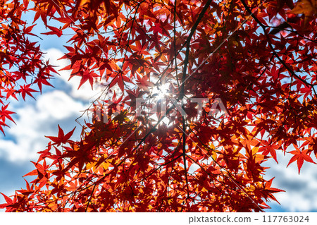 Beautiful maple trees dyed bright red 117763024