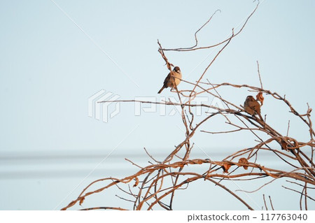 Winter sky and sparrow Winter sky and sparrow 117763040