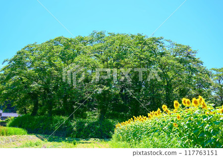 Nabeyama Tomb, Summer, Sunflowers, Nakanoto Town Nabeyama Tomb, Summer, Sunflowers, Nakanoto Town 117763151