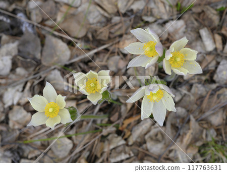 A close-up view of the white-green-purple forest Anemone Flower in spring A close-up view of the white-green-purple forest Anemone Flower in spring 117763631