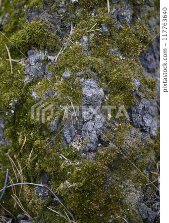 Green moss on the bark of an old tree Green moss on the bark of an old tree 117763640