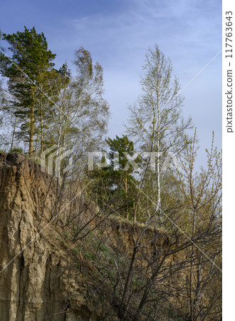 Pines and birches on a steep slope against a sky with clouds 117763643