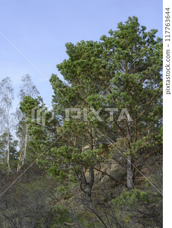 Young pines and birches on a steep slope against a sky with clouds 117763644