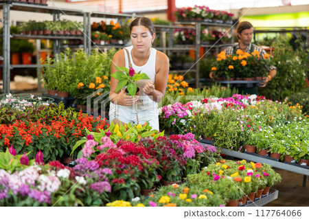 Young girl choosing decorative flower in garden-pot in plants market 117764066