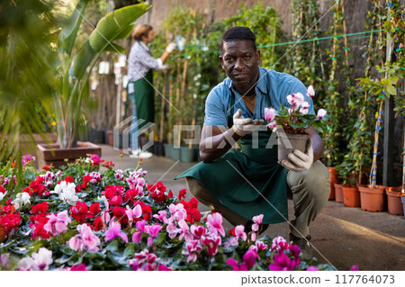 African American man florist arranging ornamental plants in pots while gardening 117764073