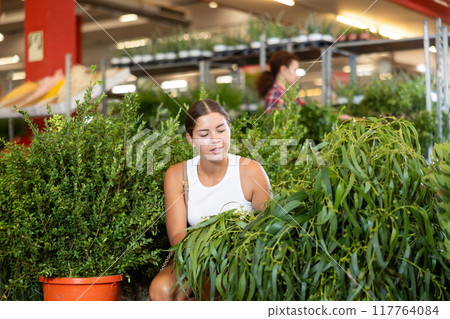 Young woman choosing eucalyptus in pot Young woman choosing eucalyptus in pot 117764084