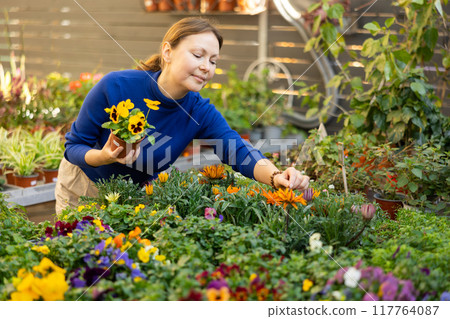 woman shopper is choosing about which flower to buy - gazania or pansies 117764087