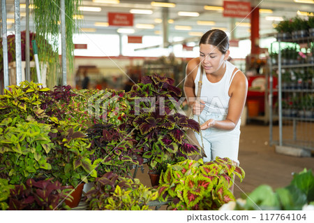 Girl buys and purchase potted coleus plant in flower shop Girl buys and purchase potted coleus plant in flower shop 117764104