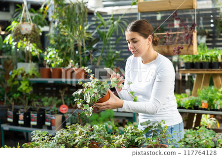 girl buys climbing plant - she chose ivy 117764128