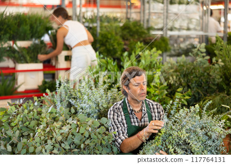 Middle-aged salesman holding bouquet of dry flowers in plants market 117764131