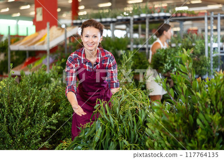 Adult female seller holding eucalyptus in pot 117764135