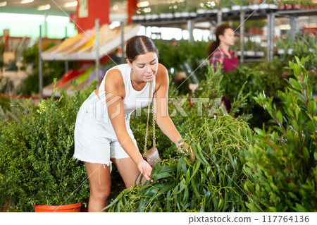 Girl buys and purchase potted eucalyptus plant in flower shop 117764136