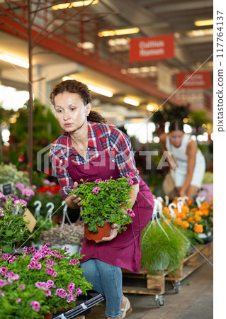 Middle-aged woman holding flower-pot with geranium in plants market Middle-aged woman holding flower-pot with geranium in plants market 117764137