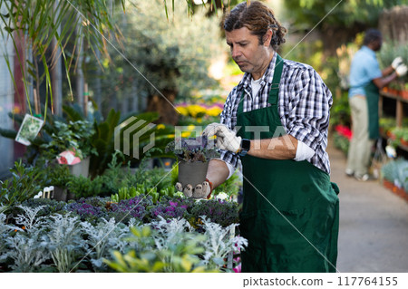 Focused florist of gardening store checking ornamental kale bushes in pots Focused florist of gardening store checking ornamental kale bushes in pots 117764155