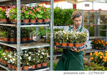 Middle-aged salesman arranging garden-pots with begonia 117764187