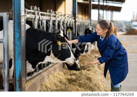 Female farmer feeding cows in farm 117764209