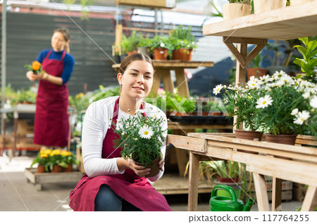 employee of flower exhibition center checks pots of daisies 117764255