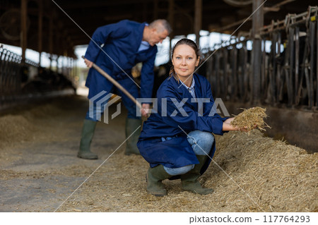 Female livestock farm worker squatting in cowshed with handful of haylage Female livestock farm worker squatting in cowshed with handful of haylage 117764293