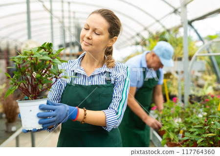 Middle-aged woman, botanist checking leaves while holding pot with Guineana in greenhouse Middle-aged woman, botanist checking leaves while holding pot with Guineana in greenhouse 117764360